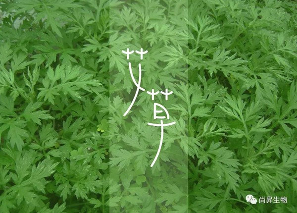 青青艾草，除濕珍寶